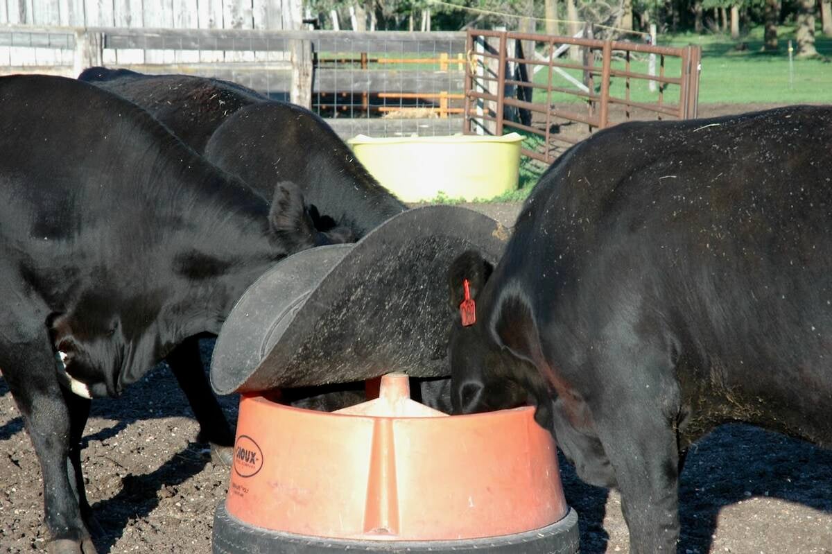 Cows consume mineral at a feeder. Photo: Peter Vitti