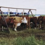 Producers should pay close attention to lice control. (File photo)