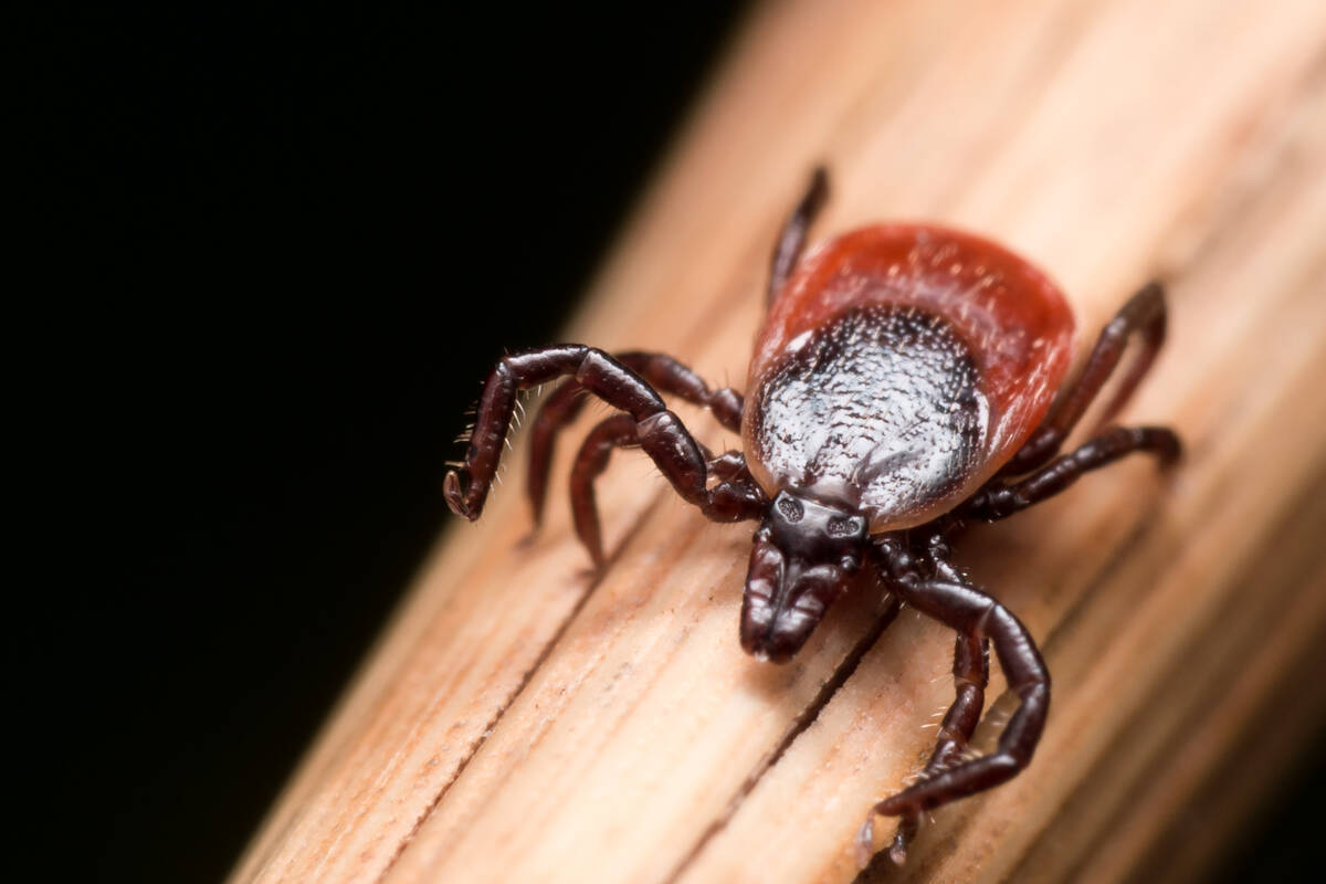 Close up photo of adult female deer tick crawling on piece of straw. Pic: StevenEllingson/iStock/Getty Images