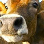 To date, 169 dairy herds have been affected by avian influenza in the U.S. Photo: Thinkstock
