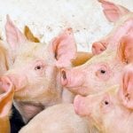 Canadian farm groups speak out on tariffs
