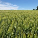 Changes to Manitoba’s spring wheat: crop report