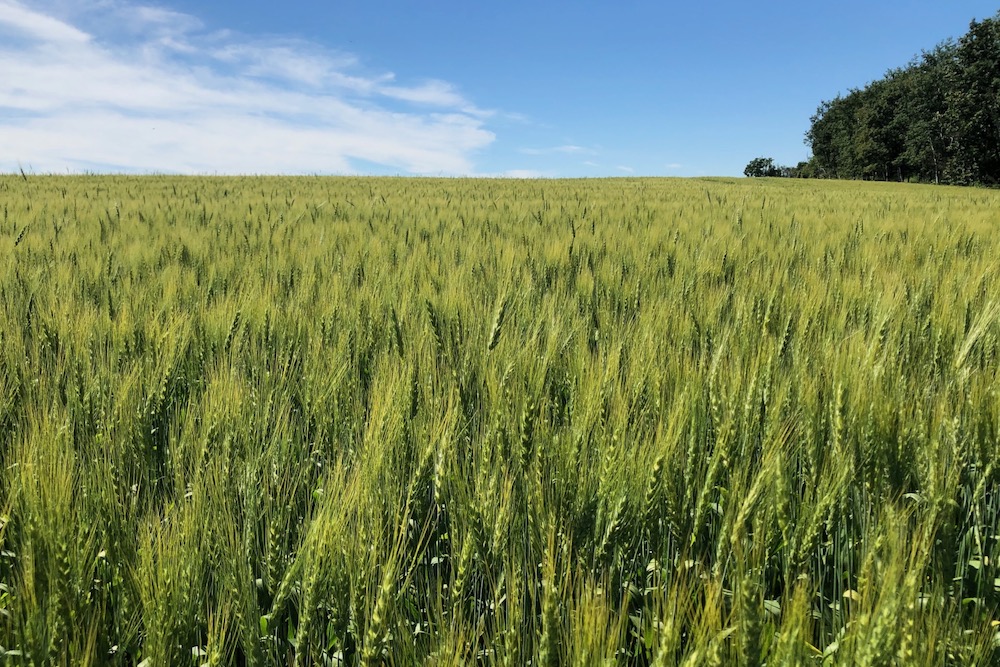 Changes to Manitoba’s spring wheat: crop report