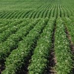 File photo of a potato field in Alberta&#8217;s Lacombe County. (COrthner/iStock/Getty Images)
