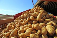 Evolutionary origins of the potato revealed – and a tomato was involved