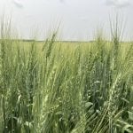Wheat near Stockholm, Saskatchewan in July, 2024. | Greg Berg photo
