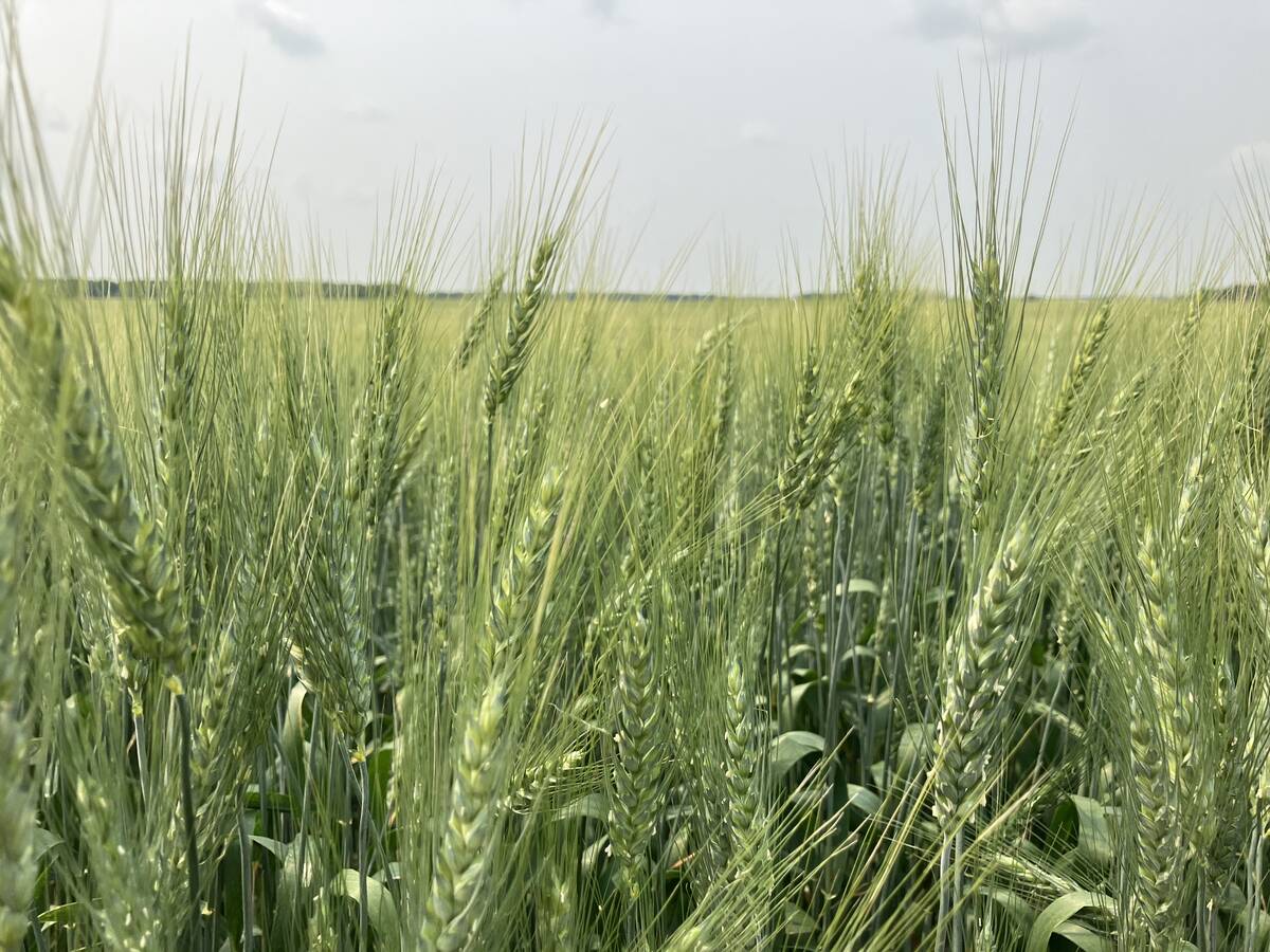 Wheat near Stockholm, Saskatchewan in July, 2024. | Greg Berg photo