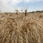 Prairie wheat bids weaken in early August