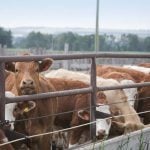 Heifers feeding at feed trough, focus on the curious cow. For more farming images please see below....