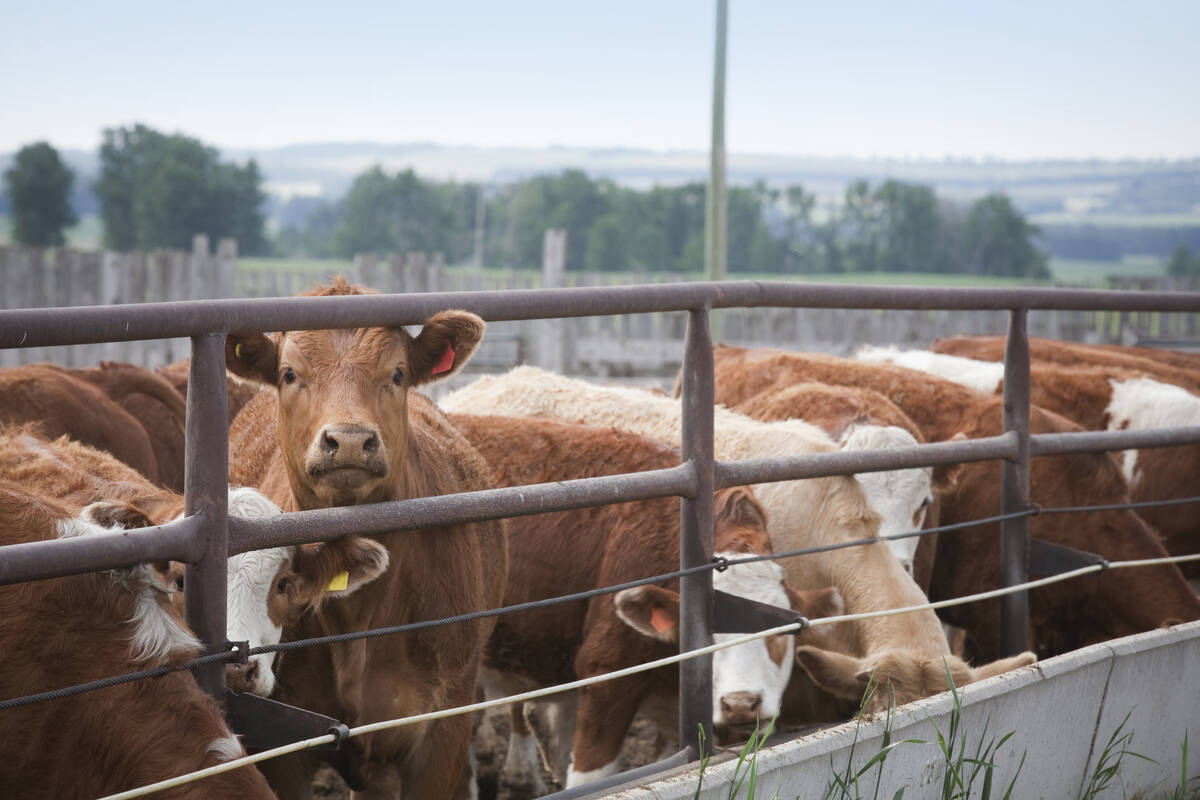 Heifers feeding at feed trough, focus on the curious cow. For more farming images please see below....