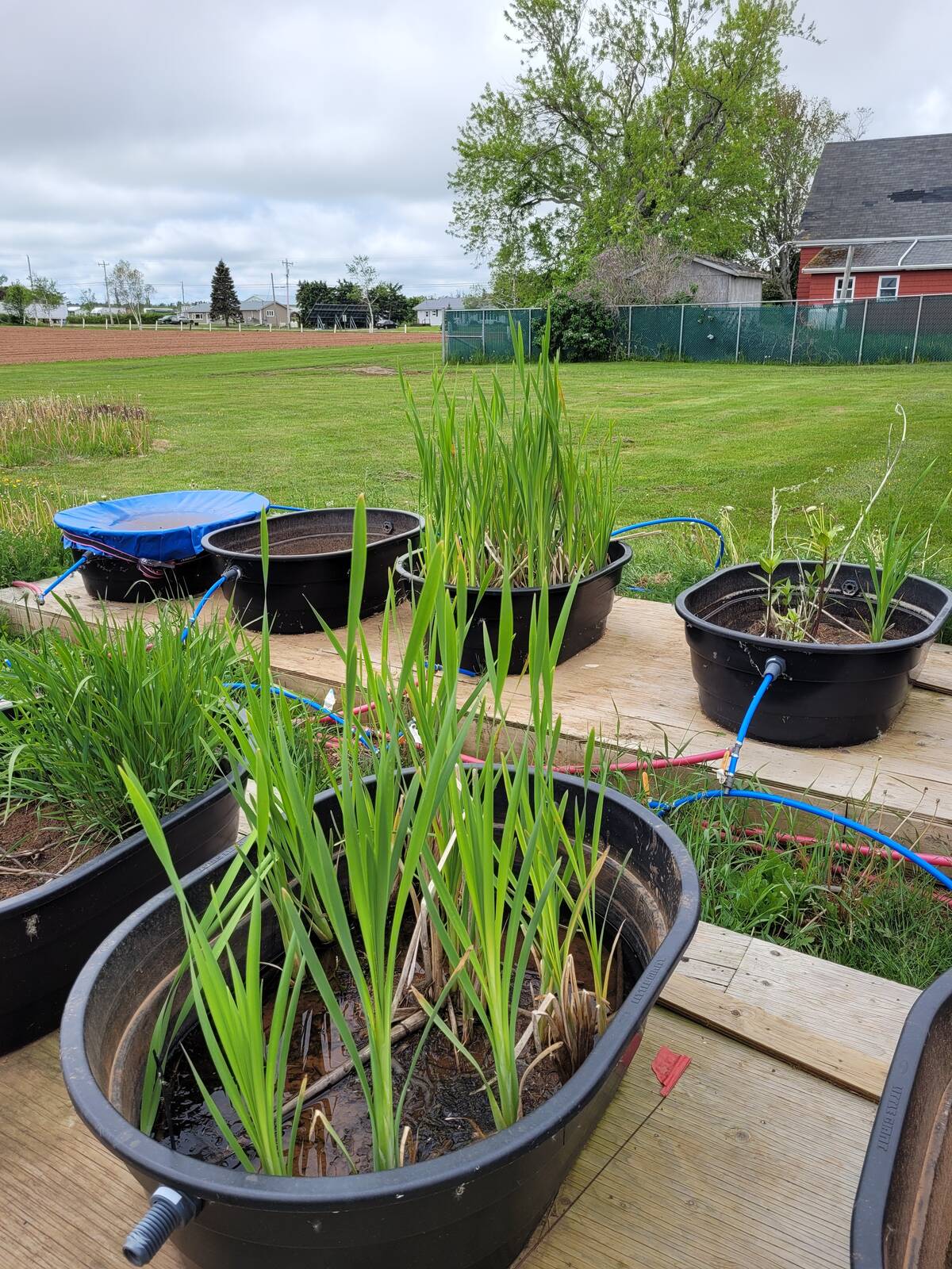 Before developing a full-scale system for treating dairy wastewater in Alberta, researchers are testing the concept in mesocosms, shown here, at AAFC’s Harrington farm in Prince Edward Island.
