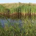 Audrey Murray’s previous research work included examining how wetlands like this on Prince Edward Island potato farms helped to naturally filter water from field runoff before it entered nearby streams and rivers.
