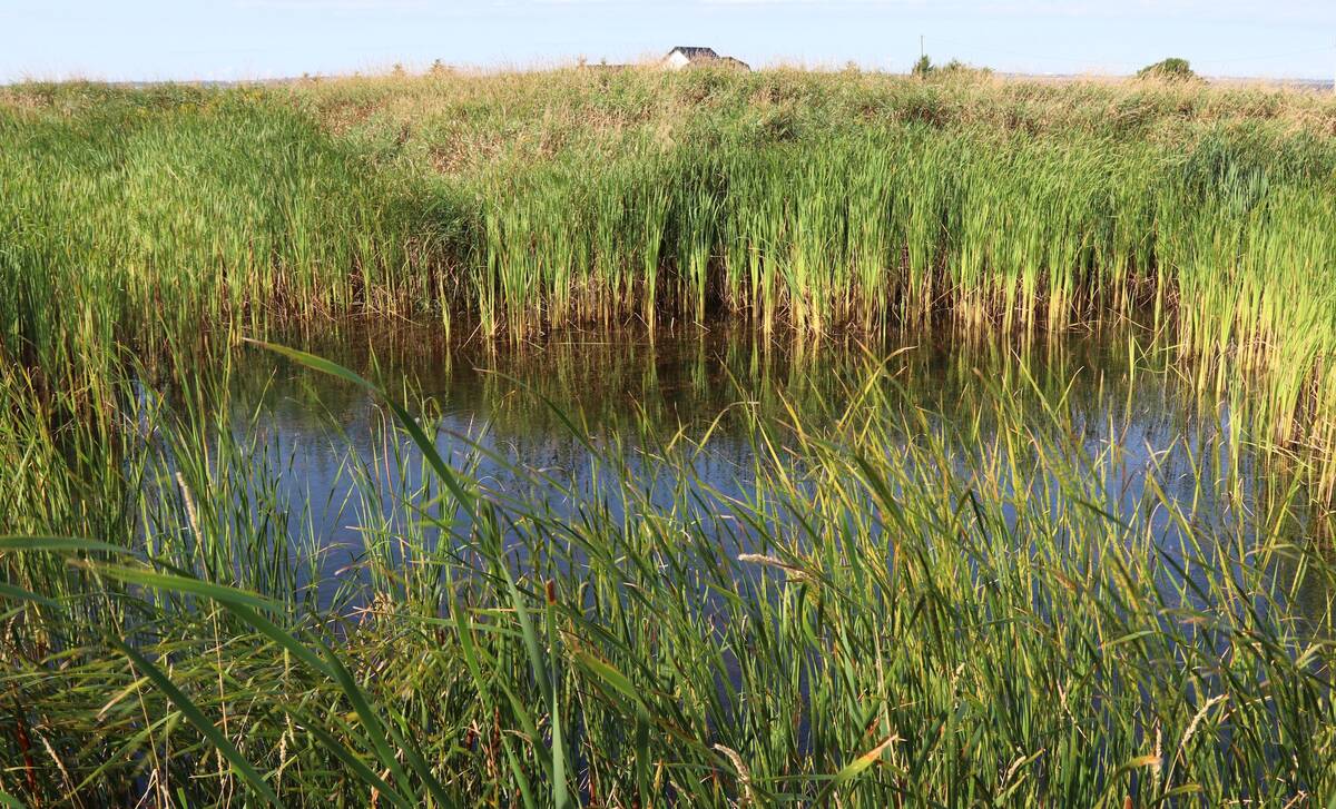 Audrey Murray’s previous research work included examining how wetlands like this on Prince Edward Island potato farms helped to naturally filter water from field runoff before it entered nearby streams and rivers.