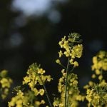 Chinese anti-dumping duties shut market to Canadian canola