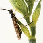 Wheat stem sawfly are a persistent economic threat for wheat growers in the Prairies, especially during dry periods. Photo: Shelley Barkley, Alberta Agriculture