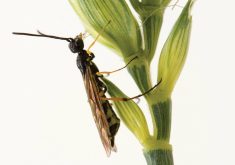 Wheat stem sawfly are a persistent economic threat for wheat growers in the Prairies, especially during dry periods. Photo: Shelley Barkley, Alberta Agriculture