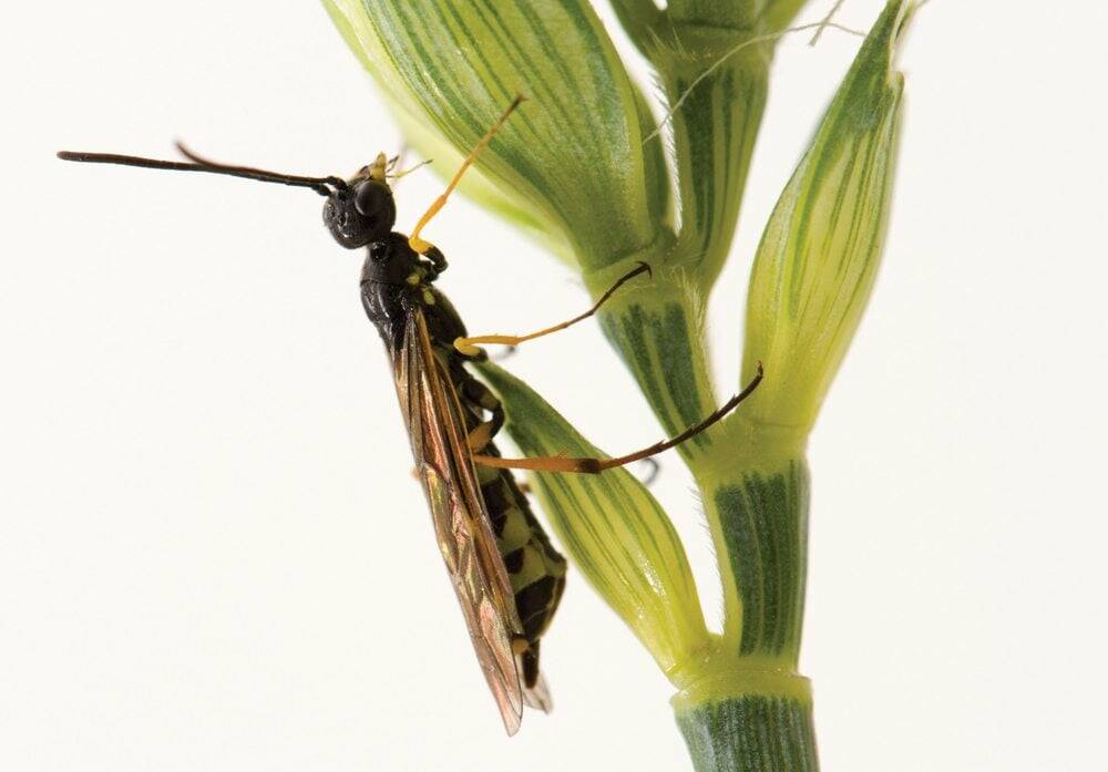 Wheat stem sawfly are a persistent economic threat for wheat growers in the Prairies, especially during dry periods. Photo: Shelley Barkley, Alberta Agriculture