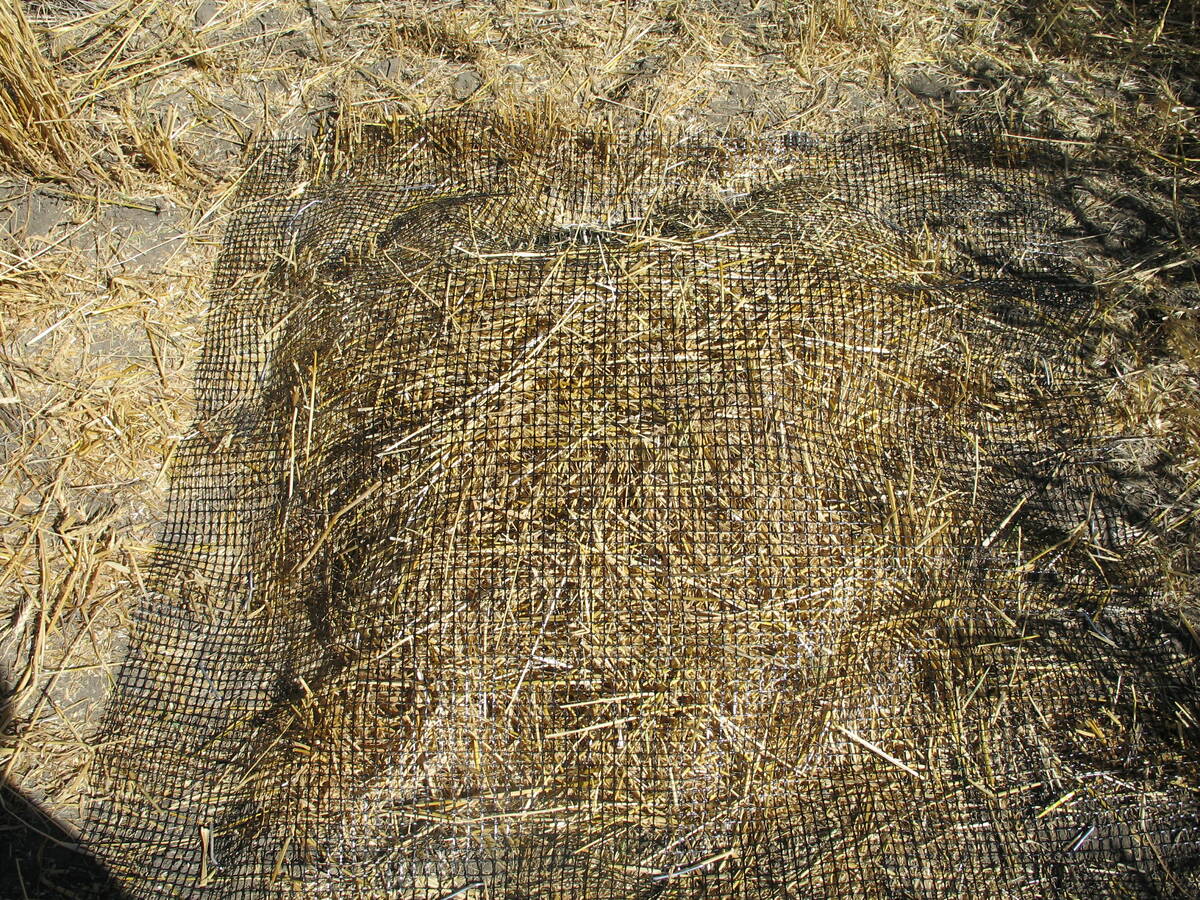 To measure how straw chopping affects beneficial insects, researchers chopped wheat straw, covered the residue with mesh, and placed emergence cages on top to track which natural enemies survived until spring. Photo: Brian Beres, AAFC Lethbridge