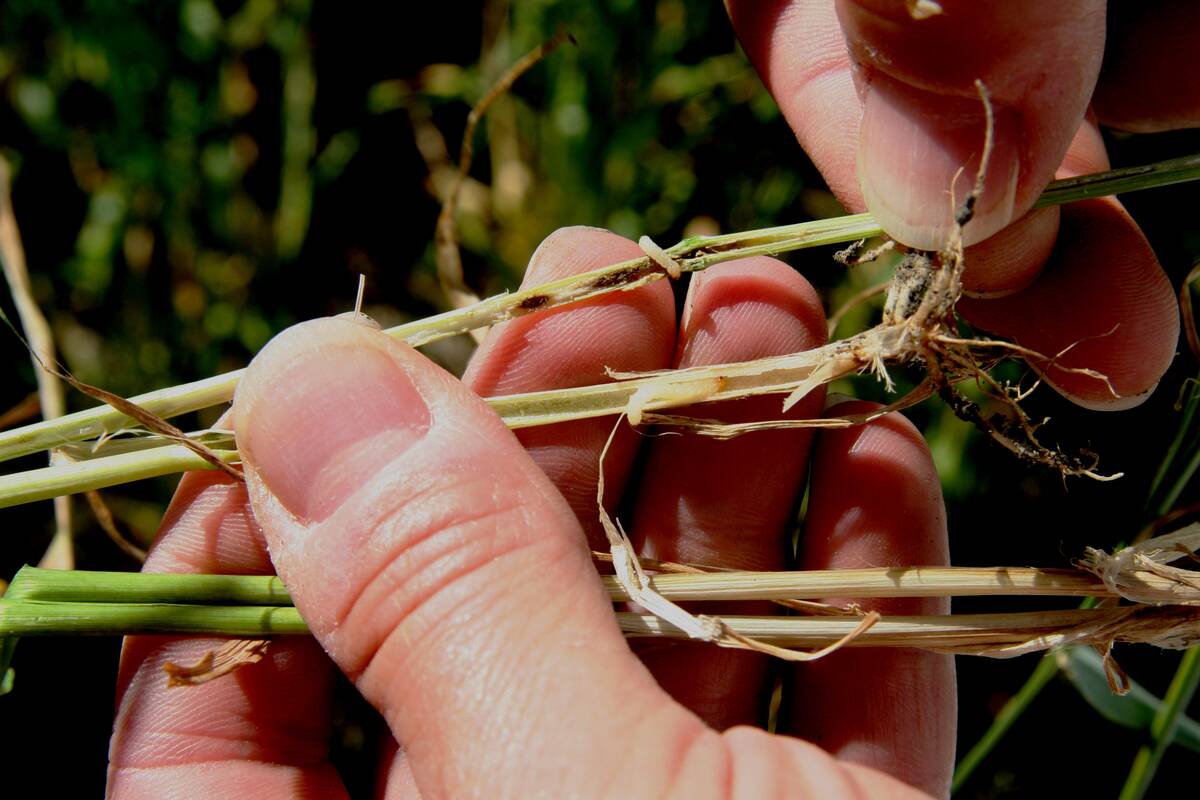 Typical stem damage caused by wheat stem sawfly. Photo: Brian Beres, AAFC Lethbridge