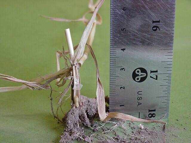 A close-up of a wheat stem broken near its base from sawfly damage. The larva notches the stem just above the ground before cocooning inside. Photo: Brian Beres