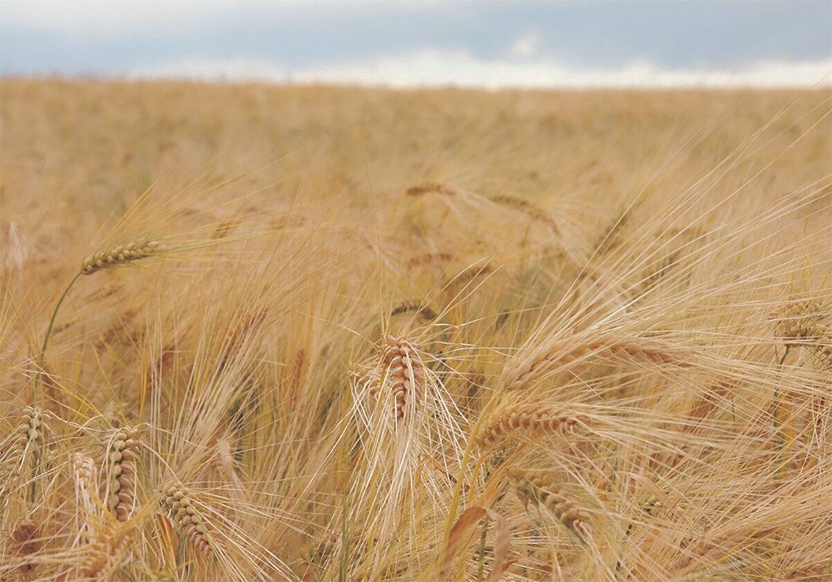 Liquid canola inoculant approved for Prairies