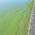 An algal bloom photographed in 2017. Lake Winnipeg's nutrient concentrations have been linked to increased algae problems. PHOTO: GOVERNMENT OF MANITOBA