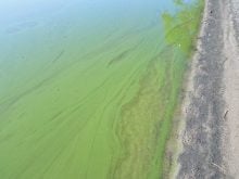 An algal bloom photographed in 2017. Lake Winnipeg's nutrient concentrations have been linked to increased algae problems. PHOTO: GOVERNMENT OF MANITOBA