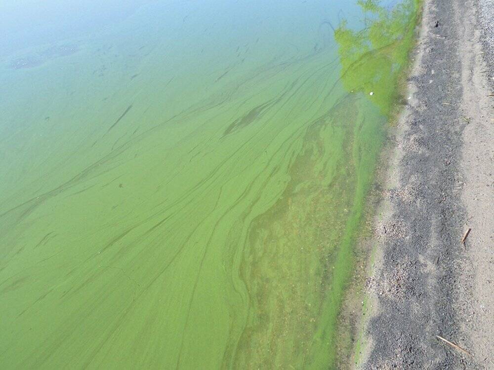 An algal bloom photographed in 2017. Lake Winnipeg's nutrient concentrations have been linked to increased algae problems. PHOTO: GOVERNMENT OF MANITOBA