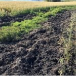 Wild pigs can cause significant damage to fields and pastures as they root for food. PHOTO: SQUEAL ON PIGS
