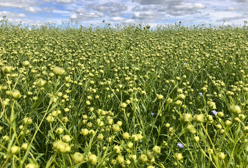 The Diverse Field Crops Cluster is a research project examining how to improve crop production while limiting nitrogen emissions. Crops such as camelina, carinata, flax (seen here), sunflower and mustard are the focus area of the project.  Photo: Greg Berg
