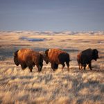 Bison grazing at Grasslands National Park, Saskatchewan, Canada. mysticenergy/E+/Getty Images