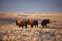 Bison grazing at Grasslands National Park, Saskatchewan, Canada. mysticenergy/E+/Getty Images