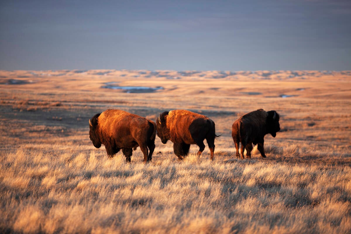 Bison grazing at Grasslands National Park, Saskatchewan, Canada. mysticenergy/E+/Getty Images