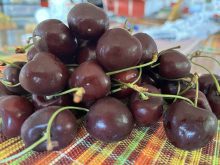 Sweet cherries are one of summer’s most cherished fruits.