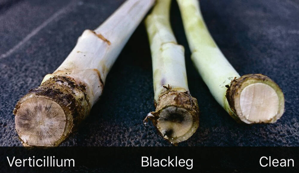 A key indicator for blackleg is a distinct black wedge in the root cortex. If there’s a grayish-hue and starburst pattern in the root cortex, it’s likely verticillium stripe. Photo: Canola Council of Canada
