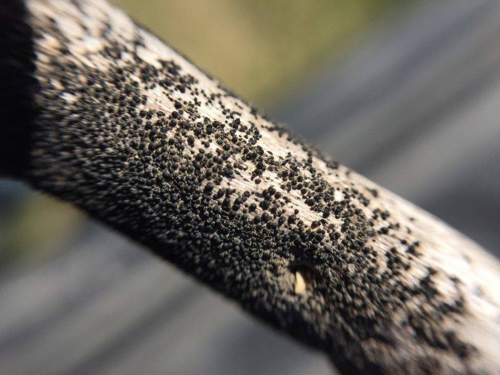 Blackleg microsclerotia on a canola stem. Photo: Canola Council of Canada