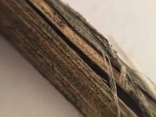 Canola stem infected by verticillium. Often mistaken for blackleg, one identifying factor is that microsclerotia are much smaller than with blackleg. Photo: Canola Council of Canada
