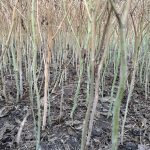 InVigor lineup tackles verticillium stripe and other soil-borne diseases