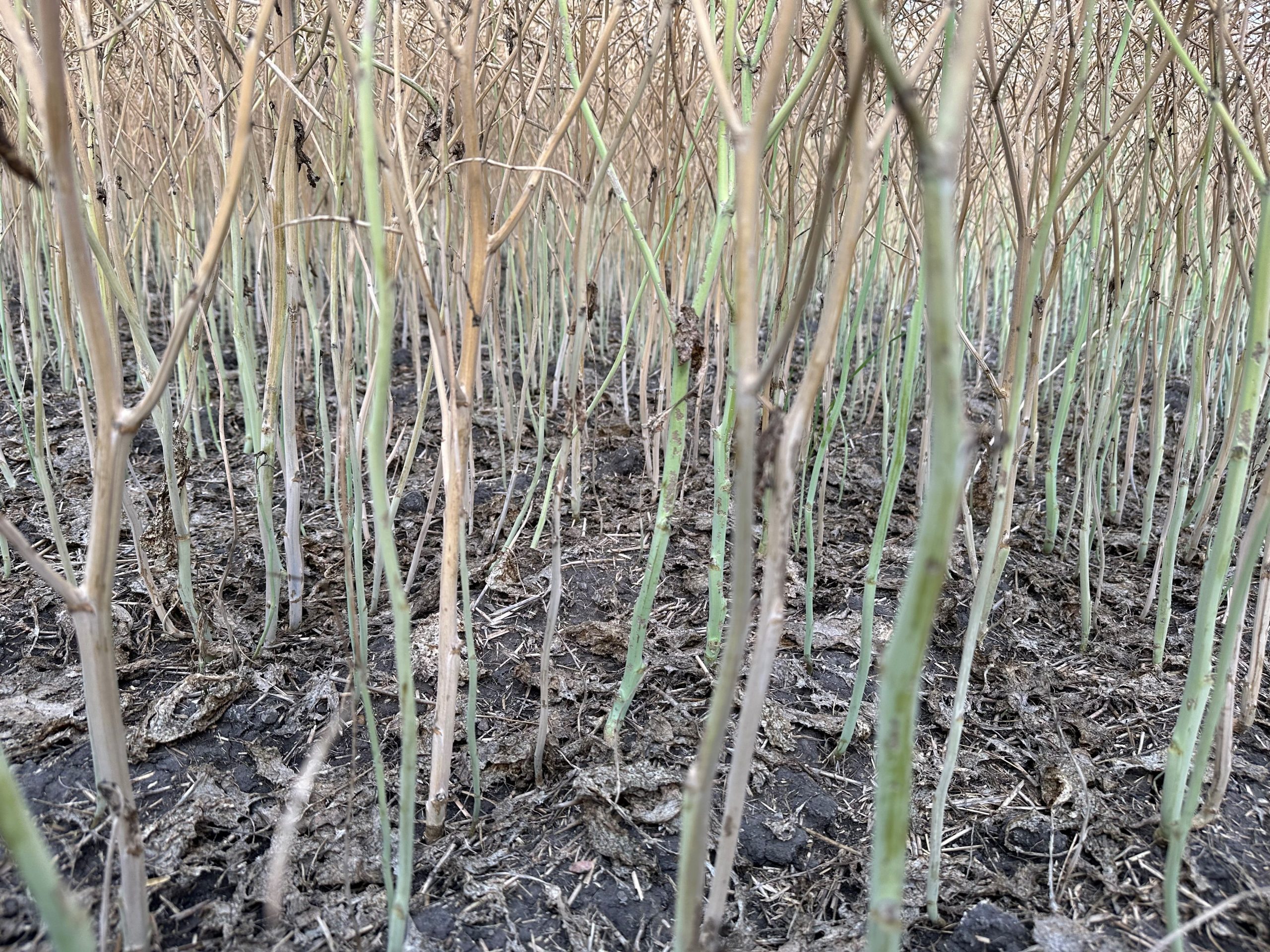 InVigor lineup tackles verticillium stripe and other soil-borne diseases