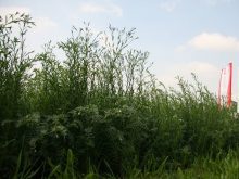 chickpea-flax intercrop at AAFC booth at Ag in Motion 2025, showing height difference. Photo: Janelle Rudolph