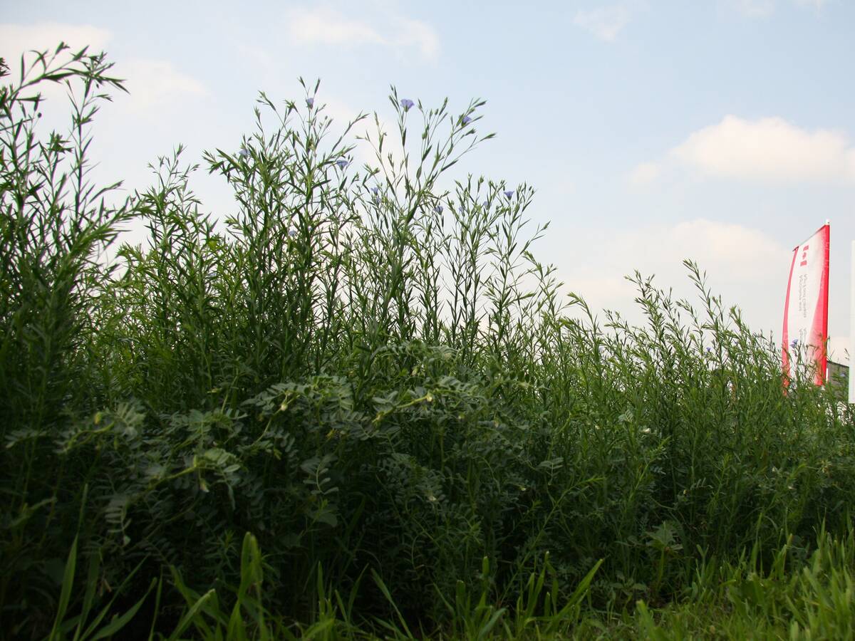 chickpea-flax intercrop at AAFC booth at Ag in Motion 2025, showing height difference. Photo: Janelle Rudolph