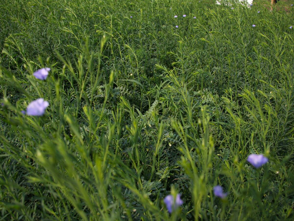 chickpea-flax intercrop at AAFC booth at Ag in Motion 2025. Photo: Janelle Rudolph