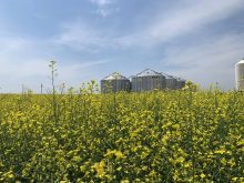 Flowering canola field. Bailey Dickie/iStock/Getty Images