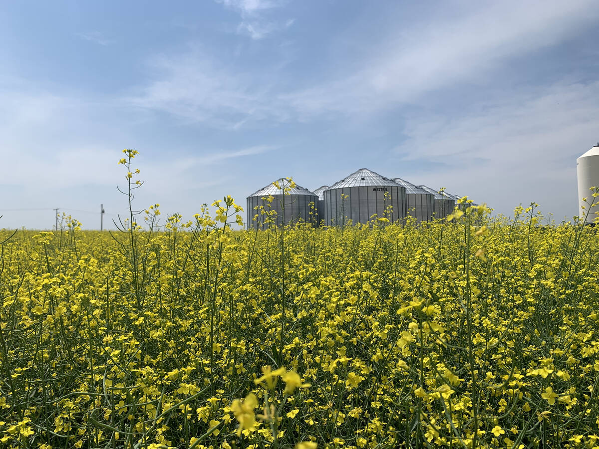 Flowering canola field. Bailey Dickie/iStock/Getty Images