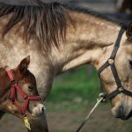 A cloned newborn horse stands next to its surrogate mother in an enclosure at a horse birthing hospital, in San Antonio de Areco, near Buenos Aires, Argentina July 29, 2025. REUTERS/Agustin Marcarian