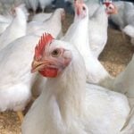 The CFIA has mandated a new pre-chill microbiological monitoring program to enhance safety in Canadian poultry. Photo: Stephen Ausmus/ARS/USDA