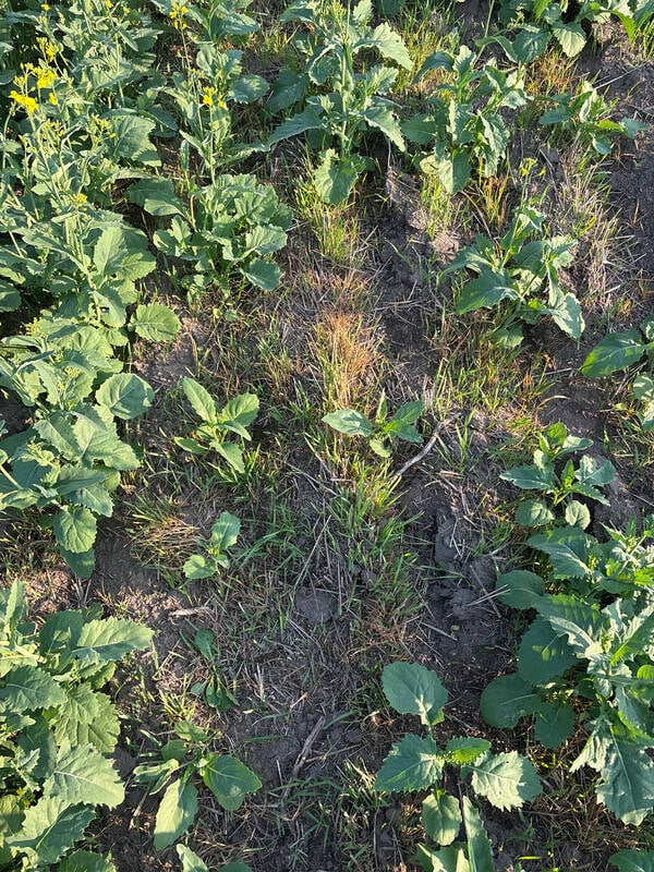 Herbicide-resistant wild oats growing among the establishing TruFlex canola plants on the Dions’ 600-acre field at Donnelly, Alta. Photo: Supplied 