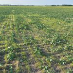 Herbicide-resistant wild oats growing among the establishing TruFlex canola plants on the Dions’ 600-acre field at Donnelly, Alta. Photo: Supplied