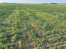 Herbicide-resistant wild oats growing among the establishing TruFlex canola plants on the Dions’ 600-acre field at Donnelly, Alta. Photo: Supplied