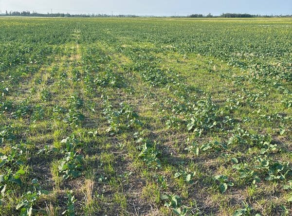 Herbicide-resistant wild oats growing among the establishing TruFlex canola plants on the Dions’ 600-acre field at Donnelly, Alta. Photo: Supplied